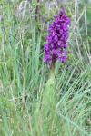 Orchis mascula