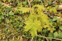 Acer platanoides