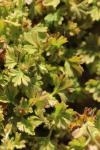 Aphanes arvensis