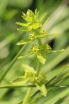 Cruciata laevipes