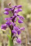 Anacamptis morio