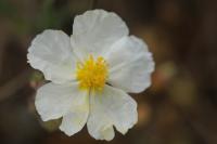 Helianthemum apenninum