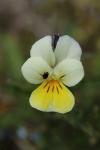 Viola arvensis