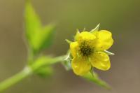 Geum urbanum