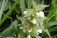 Lamium album