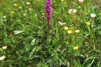 Orchis mascula
