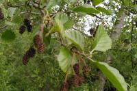 Alnus glutinosa