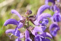 Salvia pratensis