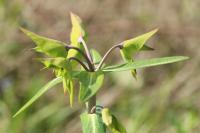 Euphorbia lathyris