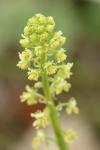 Reseda lutea