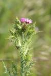Carduus tenuiflorus