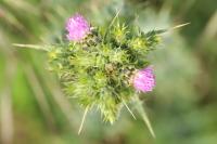 Carduus tenuiflorus
