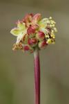 Poterium sanguisorba