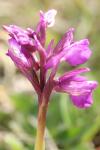 Anacamptis morio