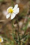 Helianthemum apenninum