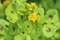 Medicago arabica