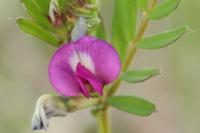 Vicia sativa