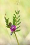 Vicia sativa