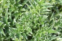 Cirsium vulgare