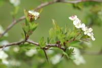 Crataegus monogyna