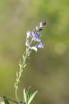 Veronica orsiniana