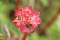 Poterium sanguisorba