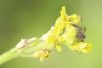 Sisymbrium officinale