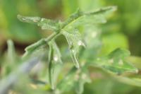 Sisymbrium officinale