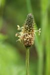 Plantago lanceolata