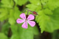 Geranium robertianum