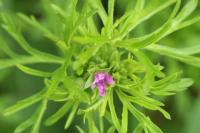 Geranium dissectum
