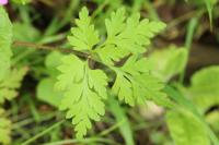 Geranium robertianum