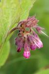 Symphytum officinale