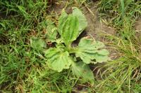 Plantago major
