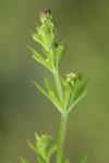 Galium aparine