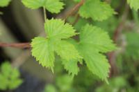 Humulus lupulus