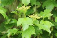 Viburnum opulus