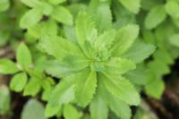 Hylotelephium telephium