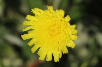 Pilosella officinarum