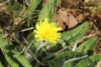 Pilosella officinarum