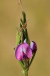 Vicia sativa