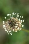 Plantago lanceolata
