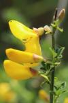 Cytisus scoparius