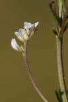 Ervilia hirsuta