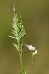 Ervilia hirsuta