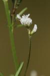 Ervilia hirsuta