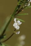 Ervilia hirsuta