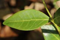 Vinca minor