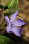 Vinca minor
