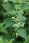 Lamium album